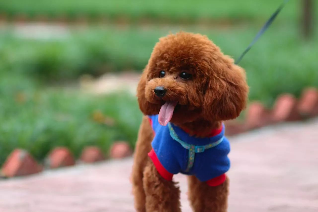 女生适合养的十大小型犬,适合女生养的小型犬十种排名