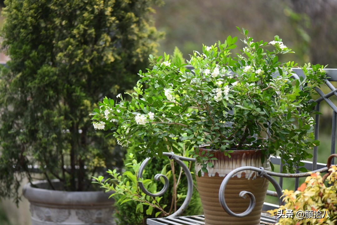 几乎没有存在感的七里香，到底是怎样的？|园丁