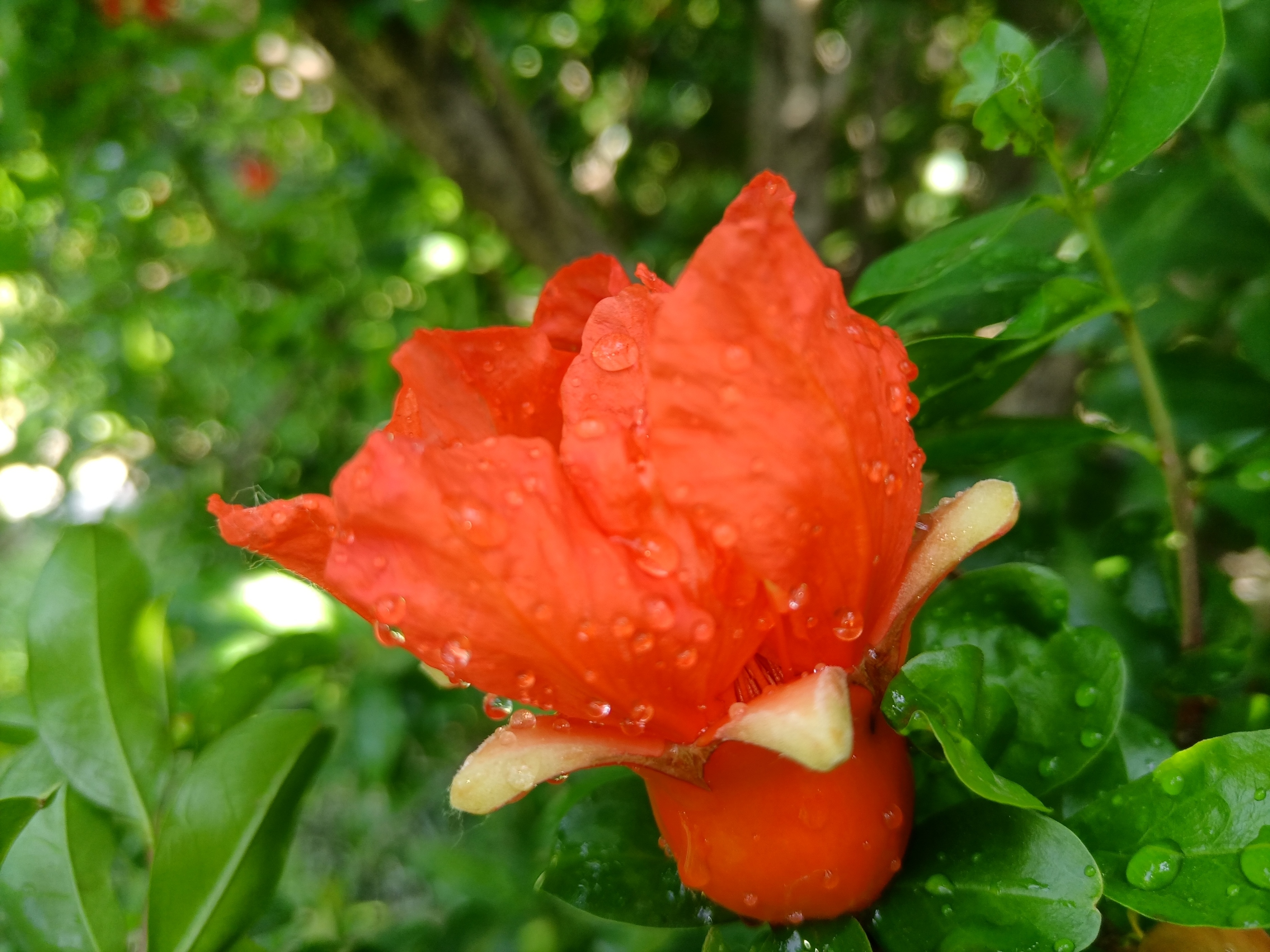 五月石榴花开的唯美诗句,关于石榴花的美文和诗句