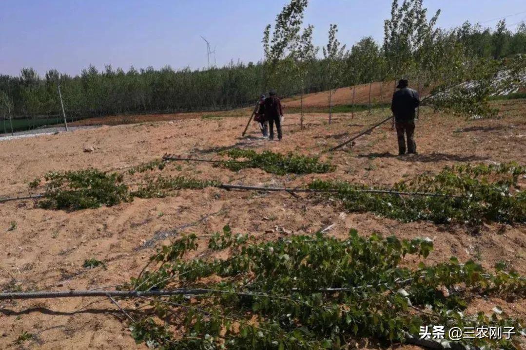 农村邻居紧挨地边种树怎么办,农村路边种树怎么处理