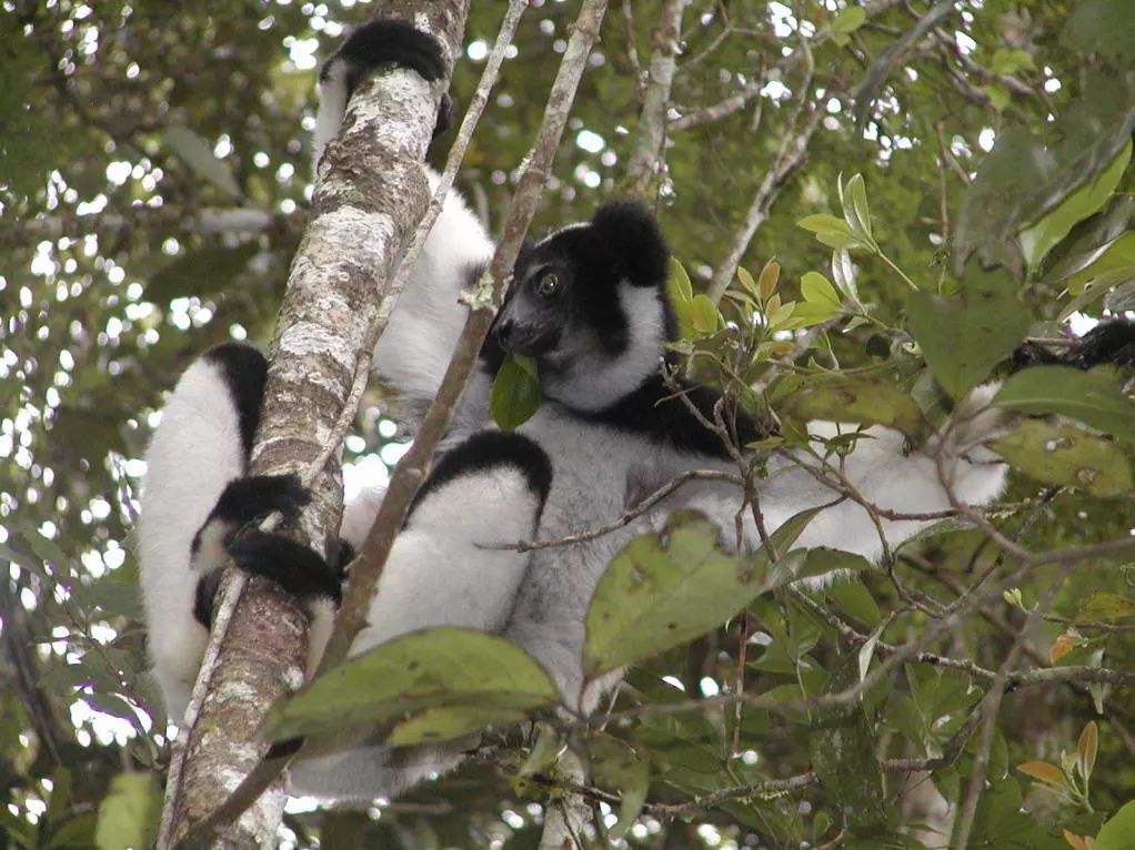 可爱妖娆的小精灵，超过瘾|这里的狐猴也太好撸了吧！