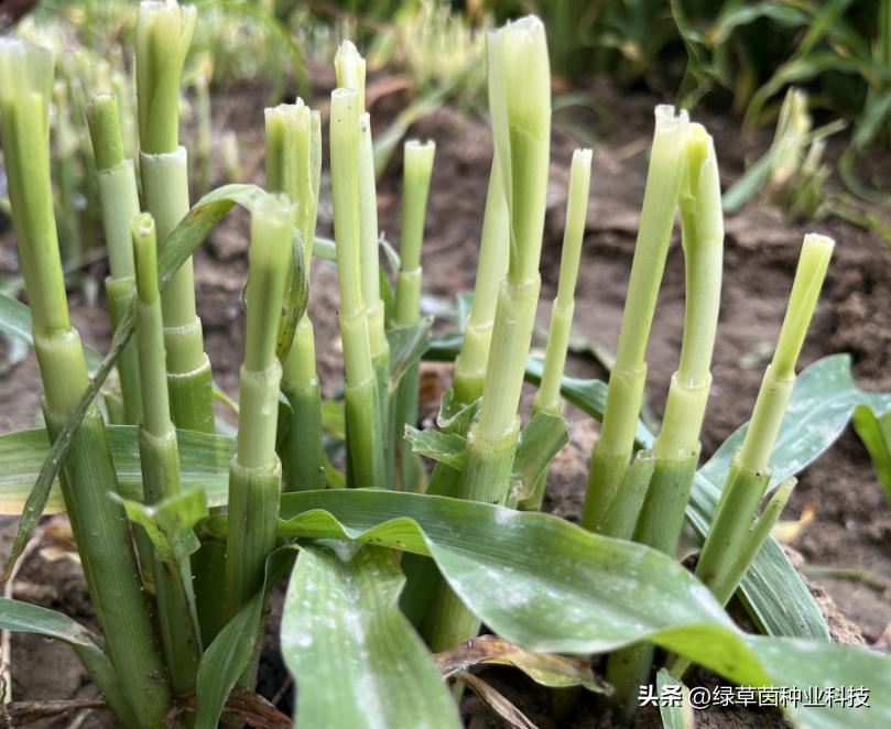 墨西哥玉米草收割时要注意什么,墨西哥玉米用机器收割会压坏苗吗