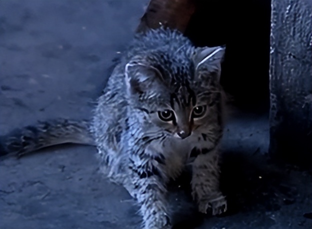 云南农村小伙捡到一只小猫,小伙捡到一只活体小猫