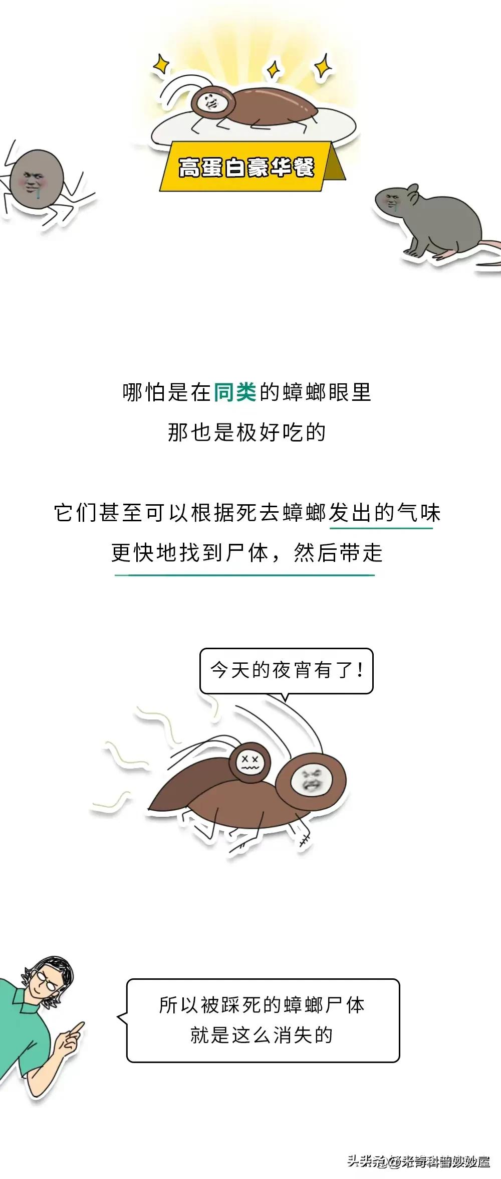 奇怪的冷知识甲虫,奇怪的冷知识火体虫