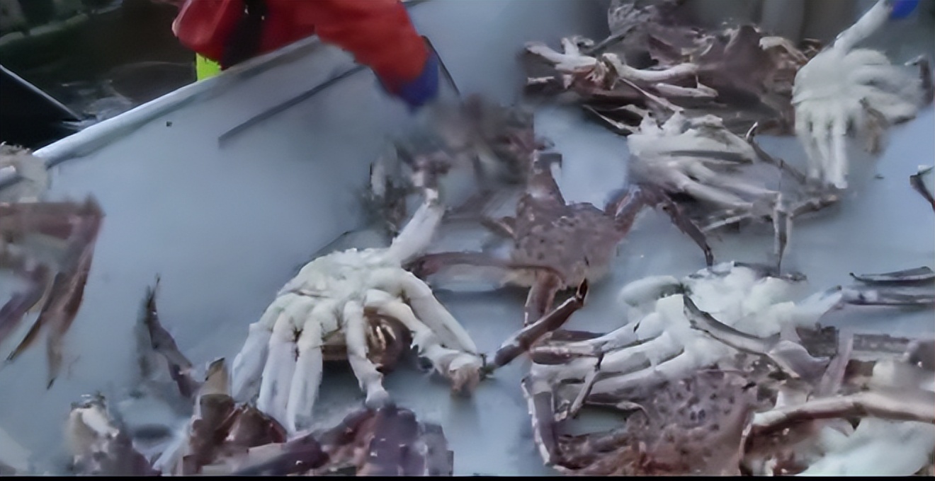 出海捕蟹人工资多少,出海捕鱼捞海鲜收入多少钱