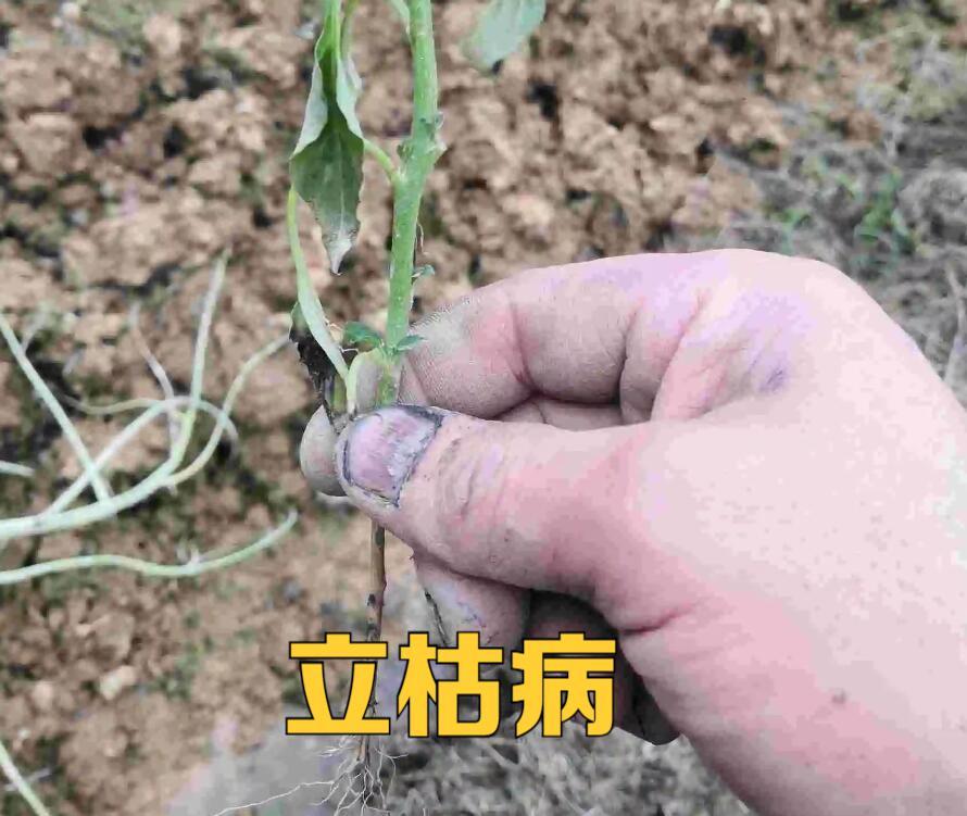 土传病害土壤如何处理,土传病害防不胜防如何彻底解决