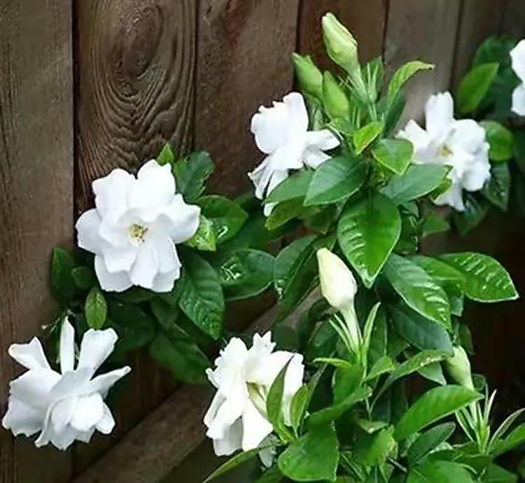 栀子花有虫子怎么去除,栀子花为什么爱生虫子