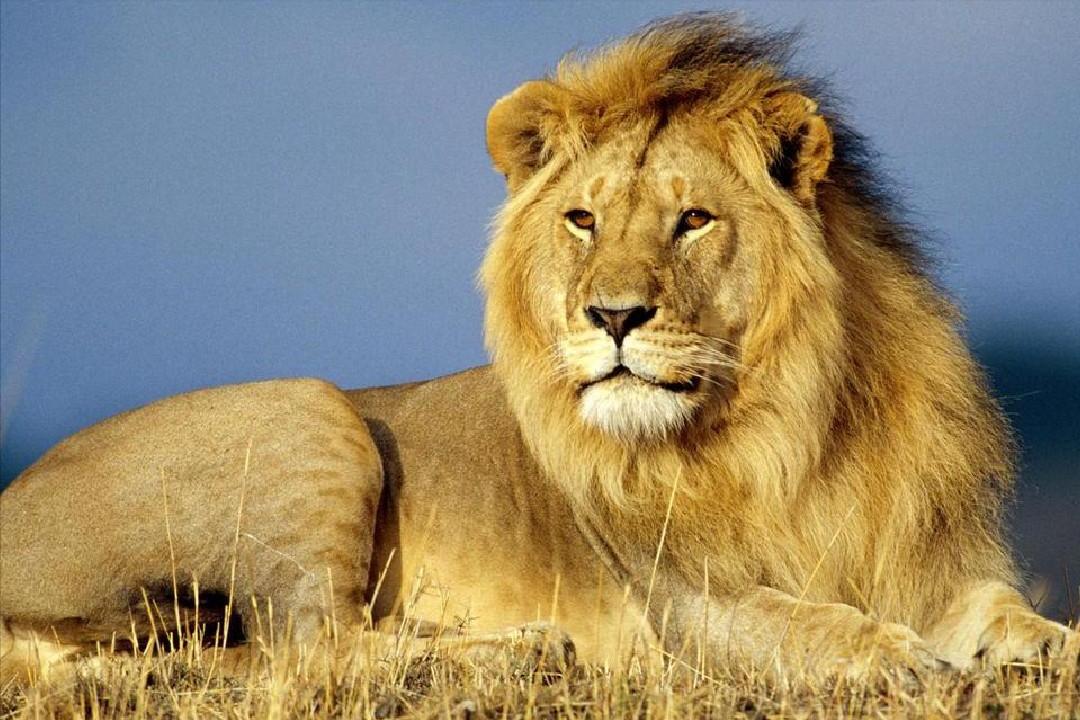 老虎怕狮子还是狮子怕老虎,老虎对战狮子老虎更厉害吗