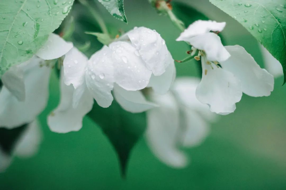 下雨天拍出雨珠技巧,如何拍出好看的雨景