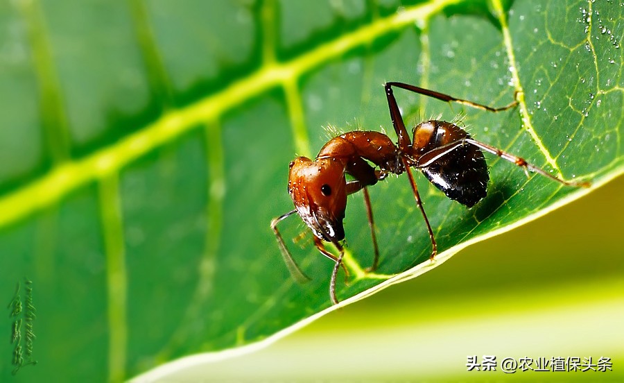 螨类害虫的农业防治措施,农业昆虫与害虫防治