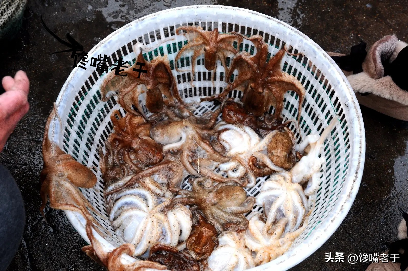 5种当季海鲜价格便宜营养好,海鲜正当季6月必吃的10大海鲜