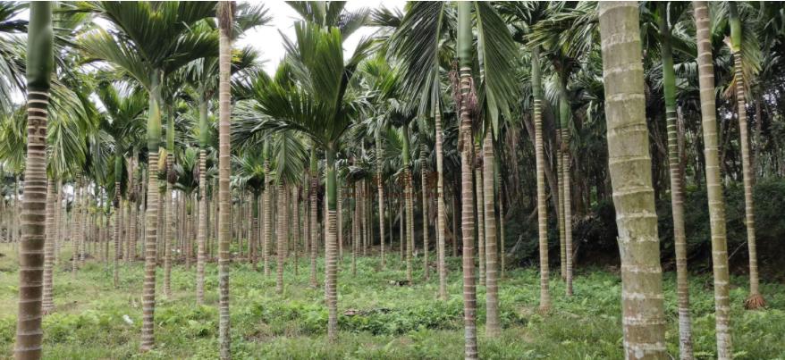 海南巨蟒为报恩甘愿当保姆,两名男子救下巨蟒