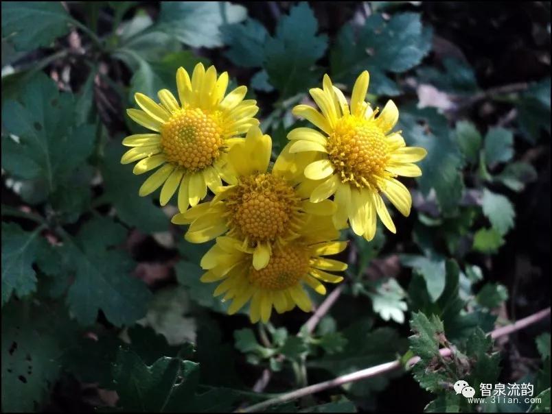 郭进栓汝州,郭进栓