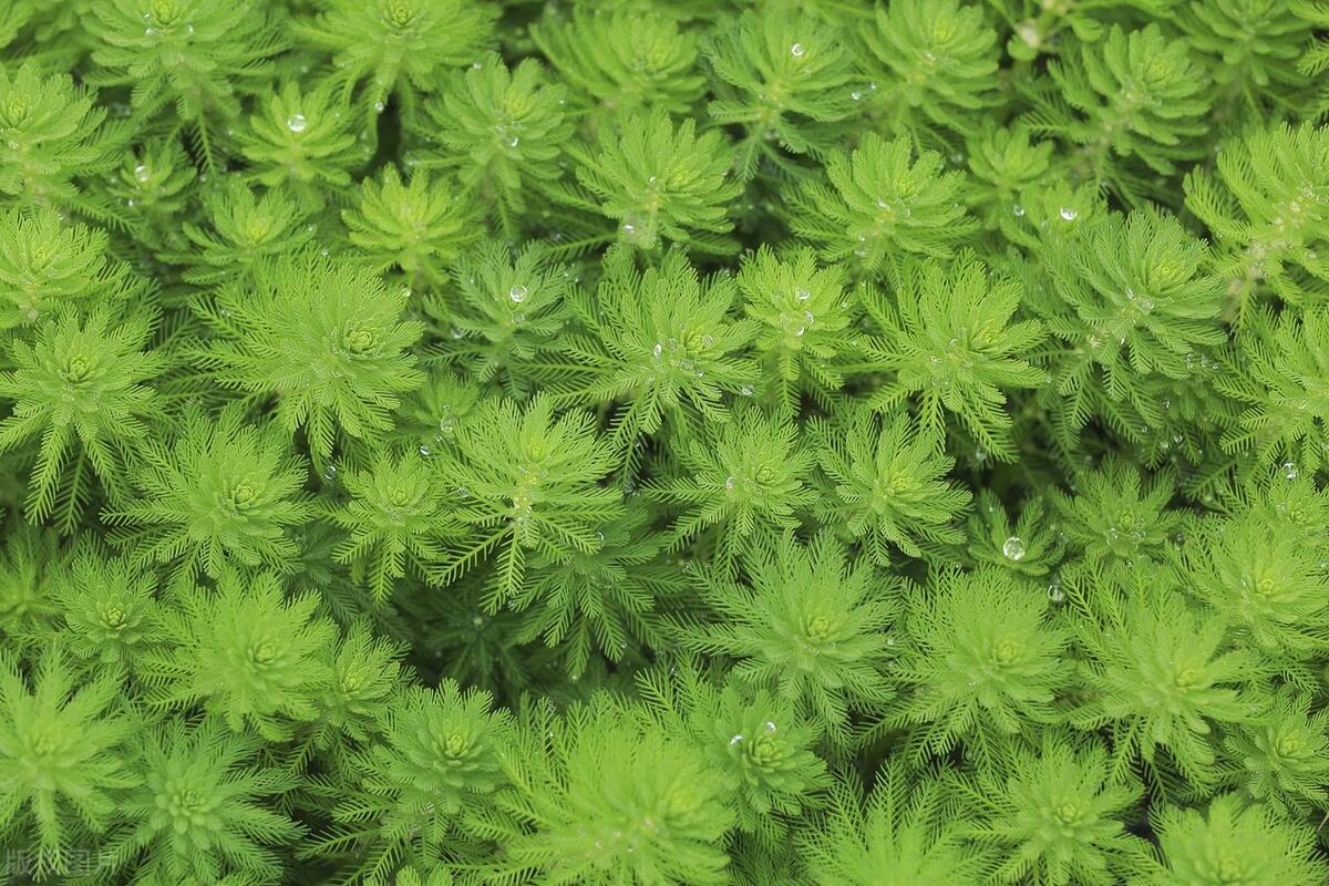 净化空气的花有哪些,净化空气盆栽花有哪些