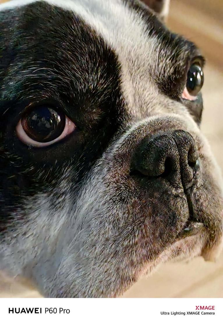 华为p60pro支持5g吗,华为p60pro国外最新官方消息