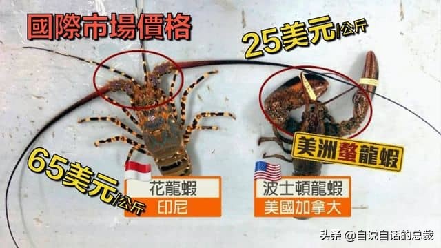 龙虾青龙和花龙区别,龙虾也是生物为什么我们要吃它