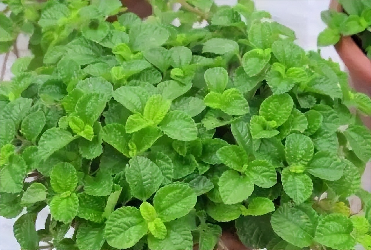 卫生间除异味最好的花,能养在卫生间去异味的花