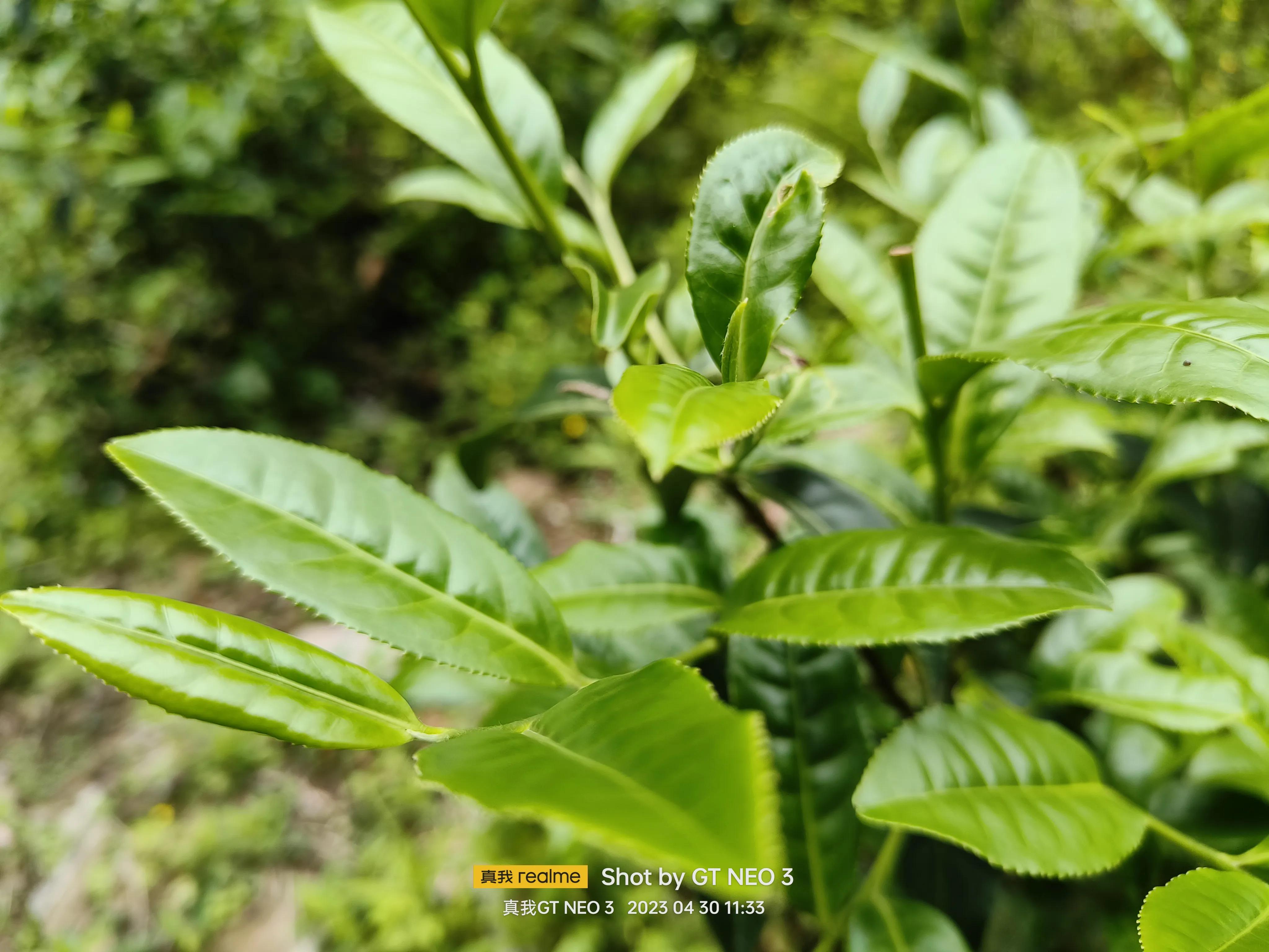 雁荡旅游日,雁荡二日游亲子
