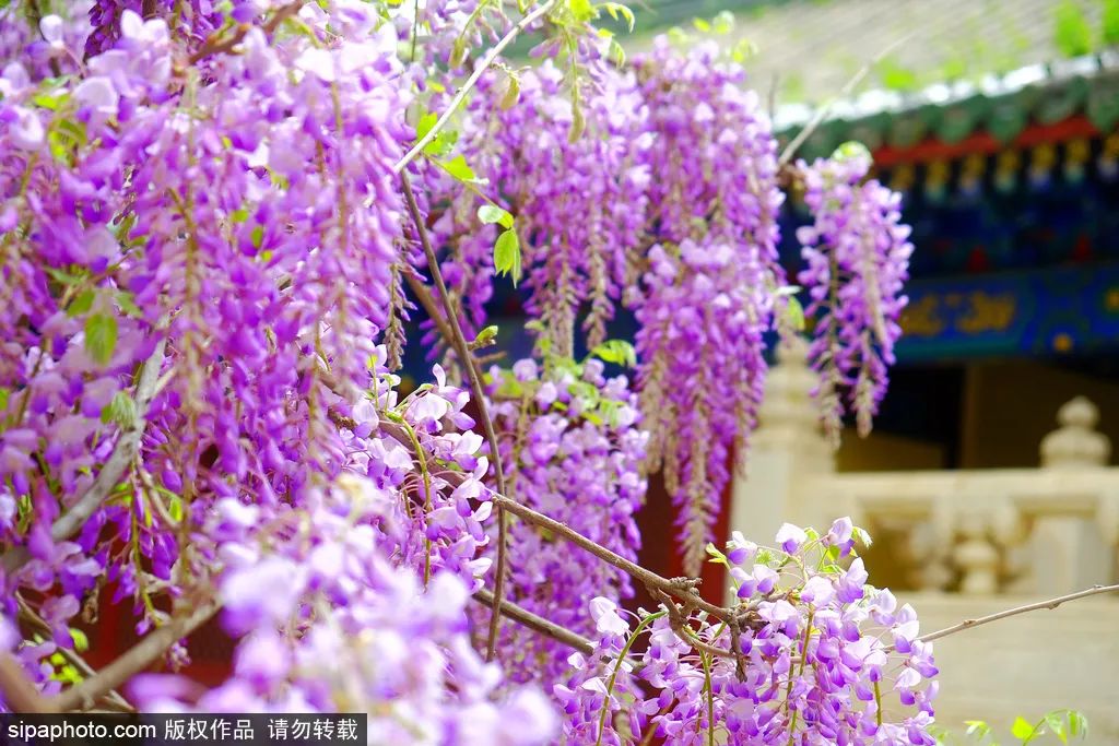 紫藤花开如瀑全景,梦幻紫藤花开如瀑