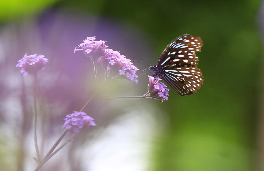 带有蝴蝶的诗句有哪些,关于蝴蝶的诗词大全
