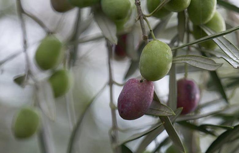 正宗油橄榄,滇橄榄油
