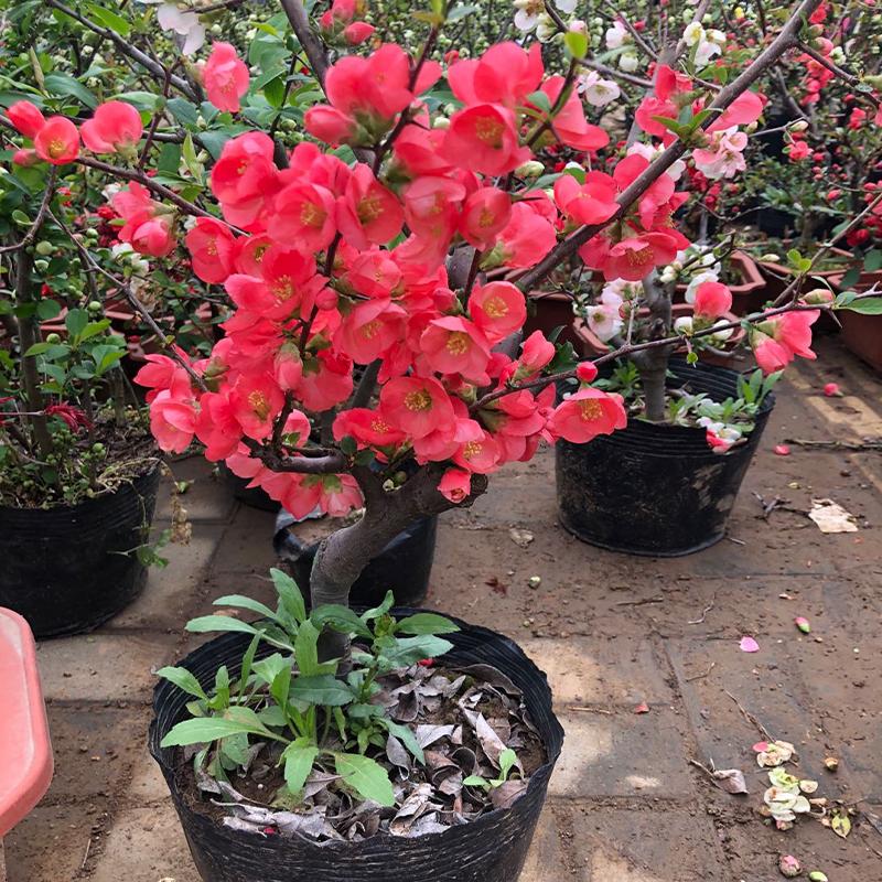 五种花不宜送人,哪些花养在家里不吉利