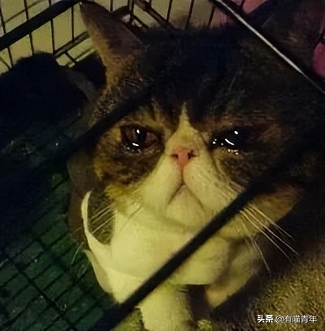 流泪猫猫头原图,最近猫猫头为什么这么火