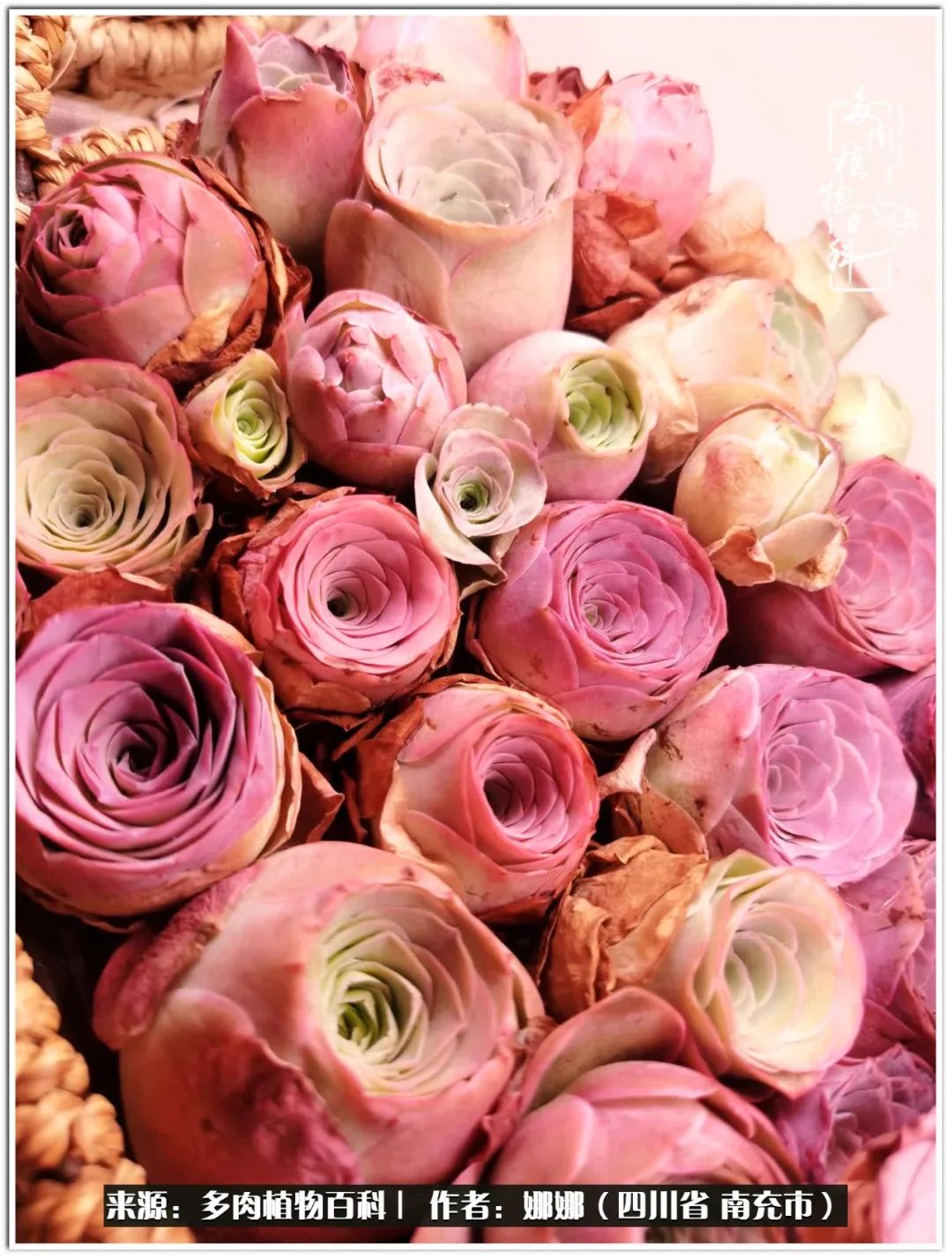 带刺的玫瑰阳台多肉,开花的玫瑰多肉