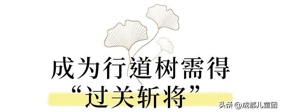 路边的银杏树是什么品种,银杏行道树