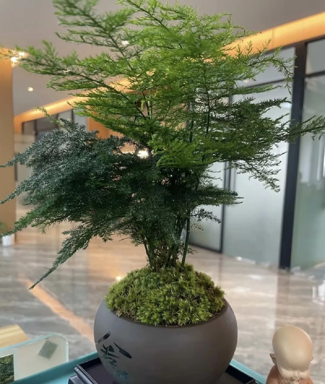 养花就养这几款好养易活,新手养花如何养便宜又好看