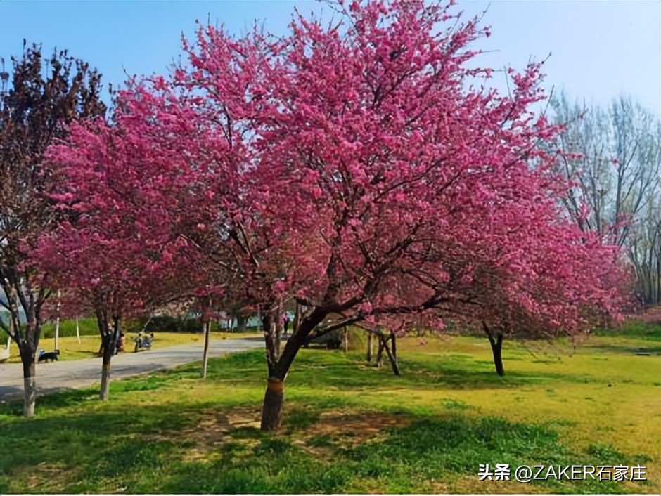 石家庄早新闻,早新闻完整内容