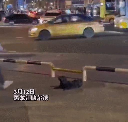 裸体金毛误闯地铁站被揪住耳朵：大哥！头发扎得有点紧了！