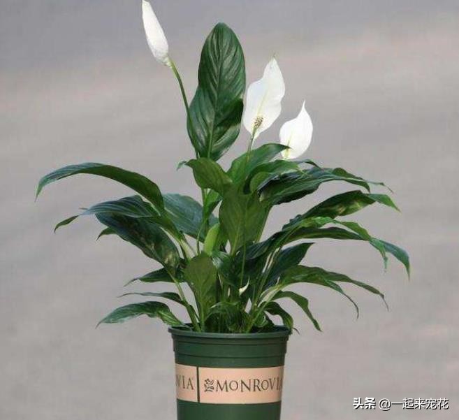 什么花不用晒太阳在家里可以养,家里养什么花不用晒太阳好养