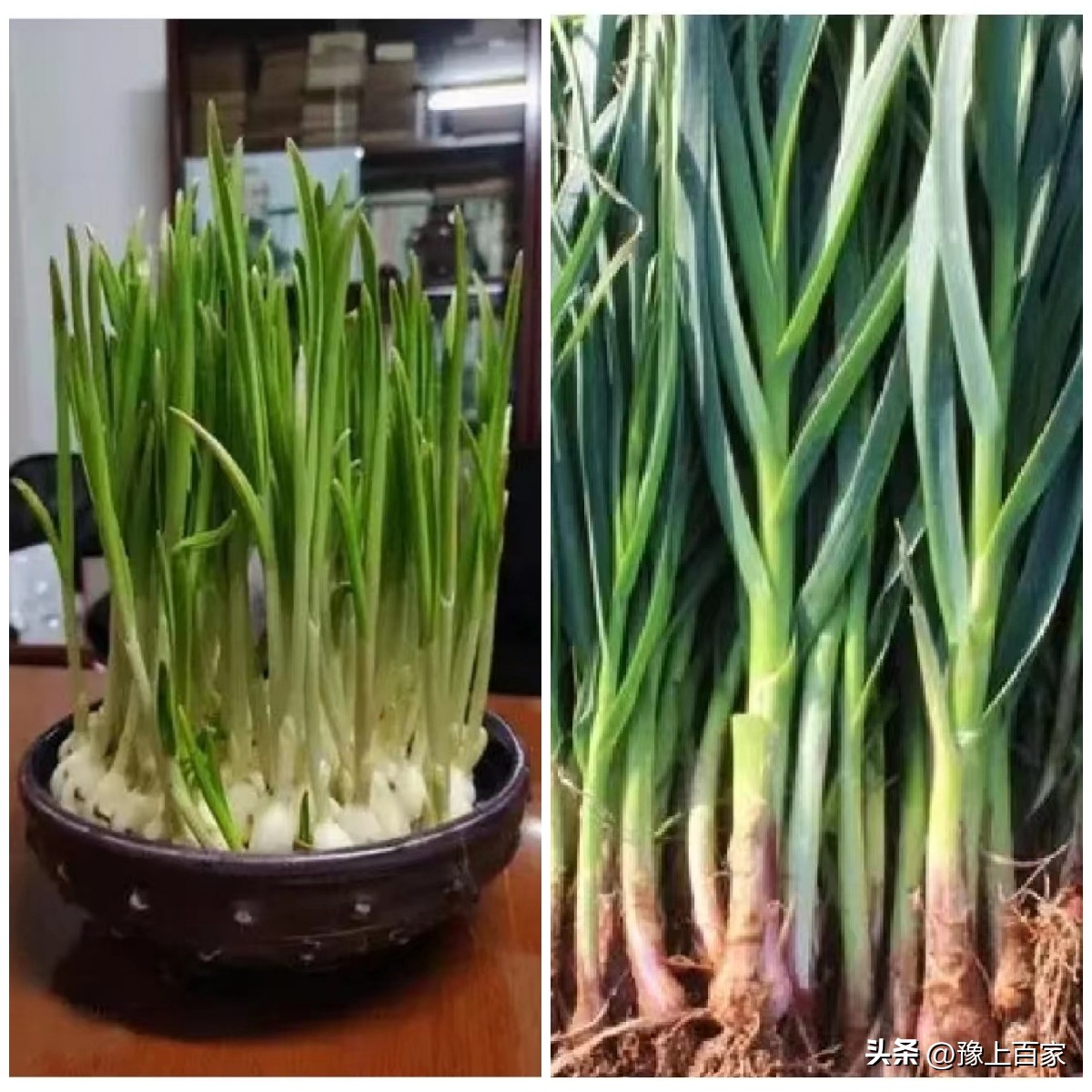 独头大蒜和普通大蒜的区别,脖子上套大蒜有什么科学依据吗