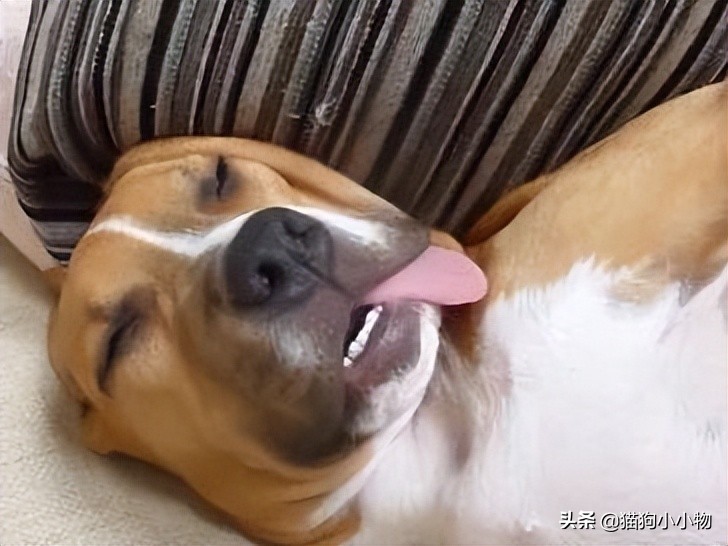 狗狗闭着眼睛睡觉代表什么,狗狗睡觉为什么会有怪异的动作