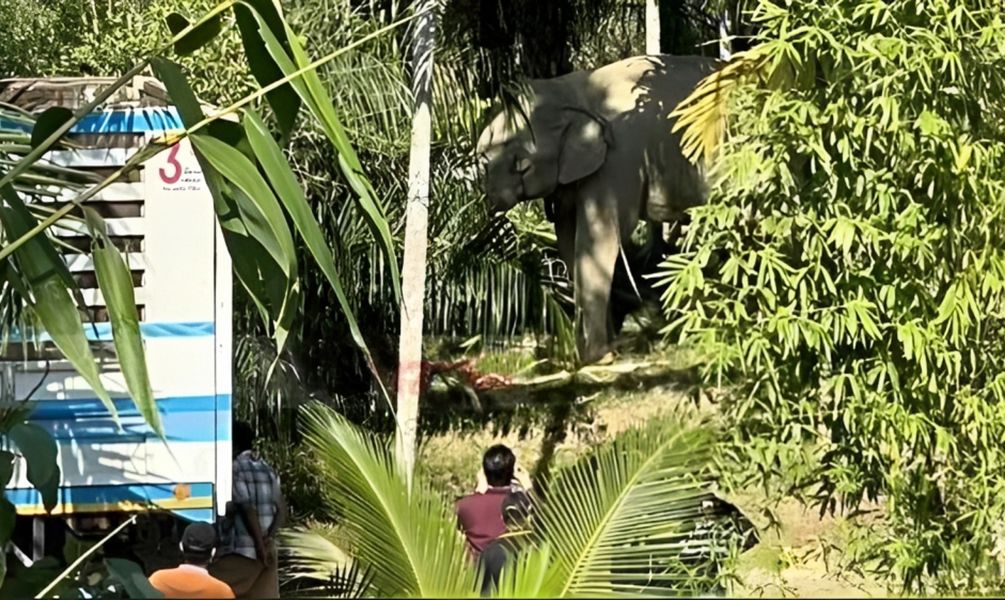 泰国大象发怒伤人视频,泰国大象杀死主人后逃走