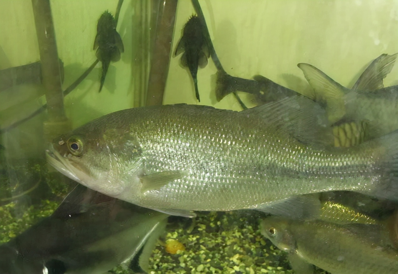 30种最常吃的家常鱼种类图片,最常见的50种食用鱼吃法和价格