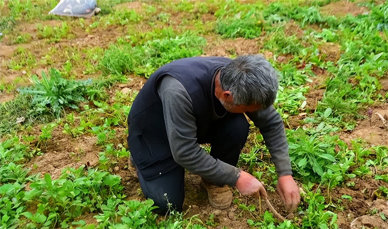 1966年烟台农民捡一绿色小瓶，10年后换回一辆拖拉机，今值6000万