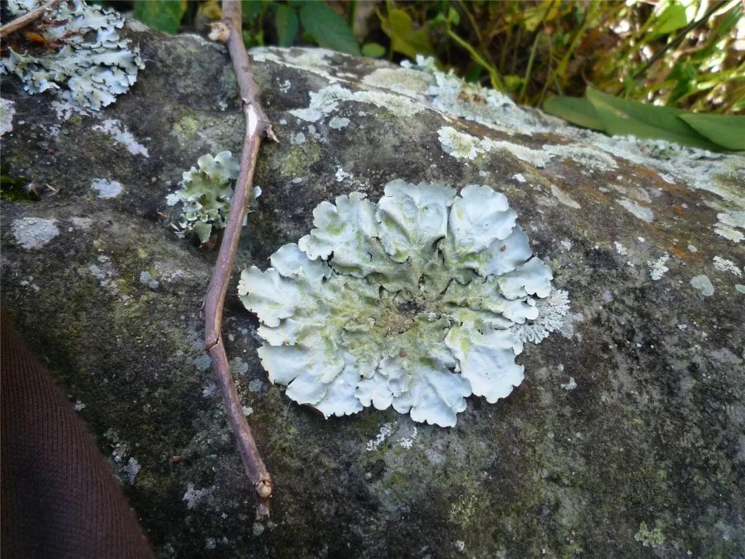 地衣植物,地衣附生植物