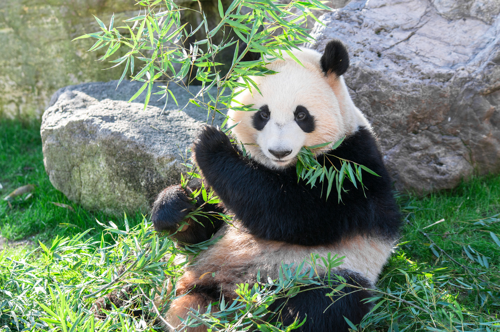 熊猫抵达卡塔尔,熊猫抵达卡塔尔受当地民众欢迎