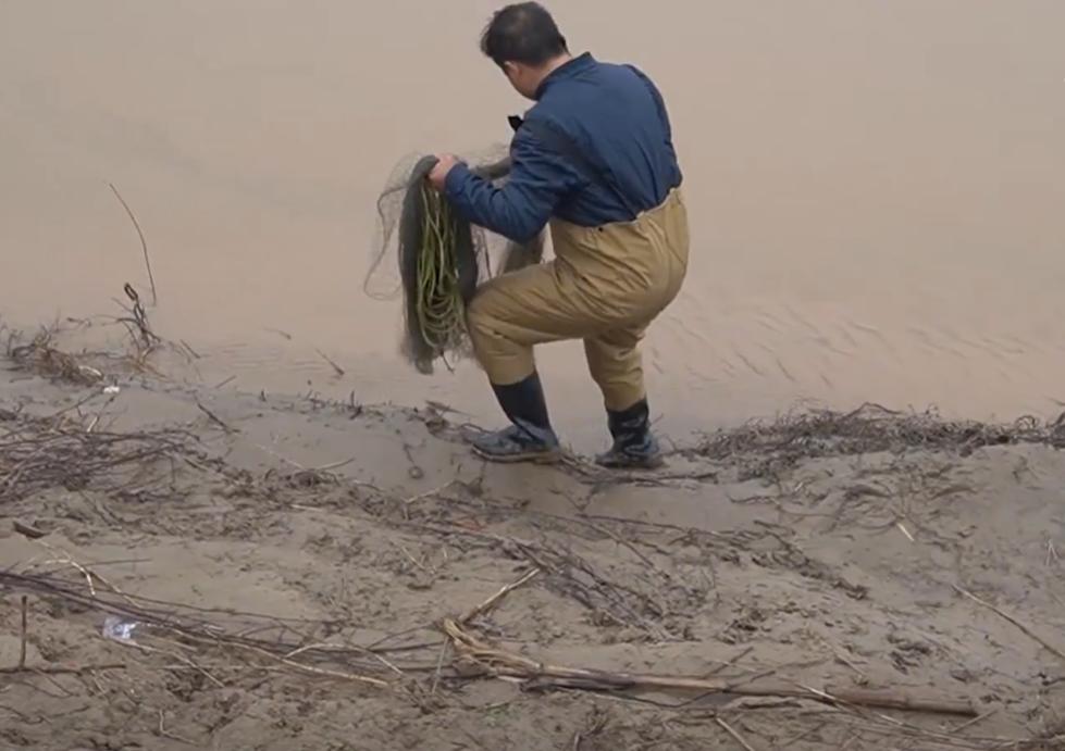 为什么黄河鲤鱼不能吃,黄河鲤鱼为啥出名