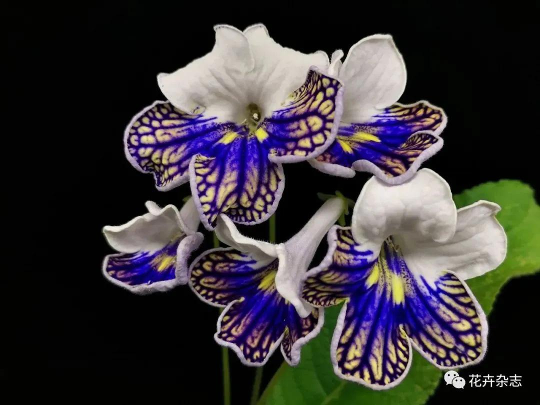 堇花兰的种植方法,浅谈养花技巧