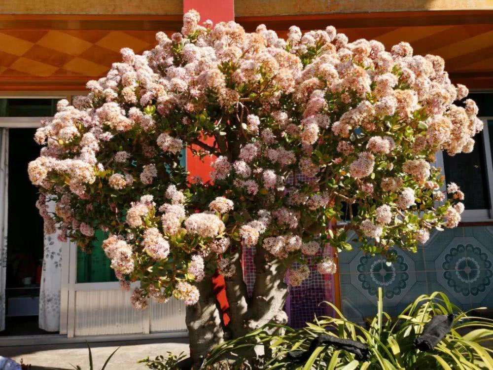 十种最吉利的镇宅绿植盆栽,阳台旺宅的大盆栽花