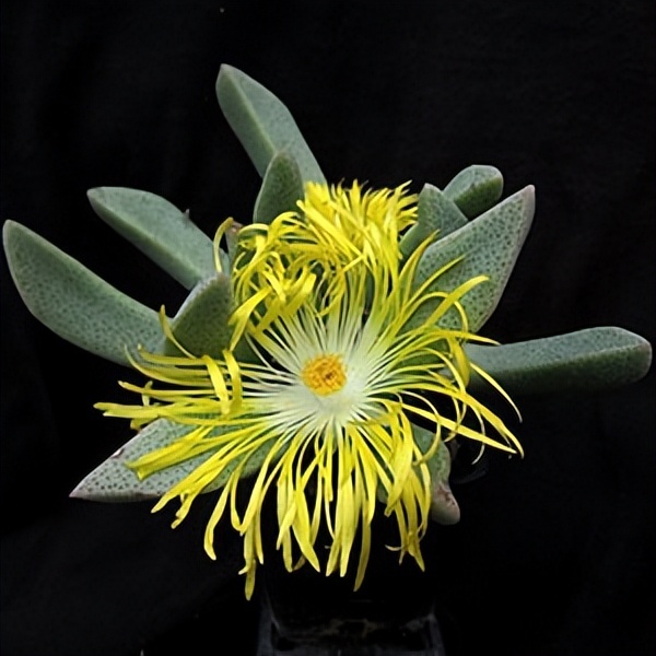 102个大类近500个多肉植物图片，都极其美丽，建议在家中也养一盆