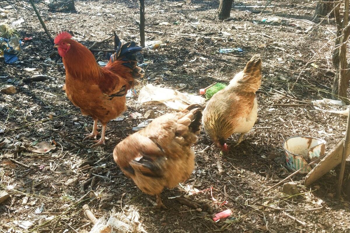一位散养土鸡户四年的血泪史,散养土鸡的十大优缺点