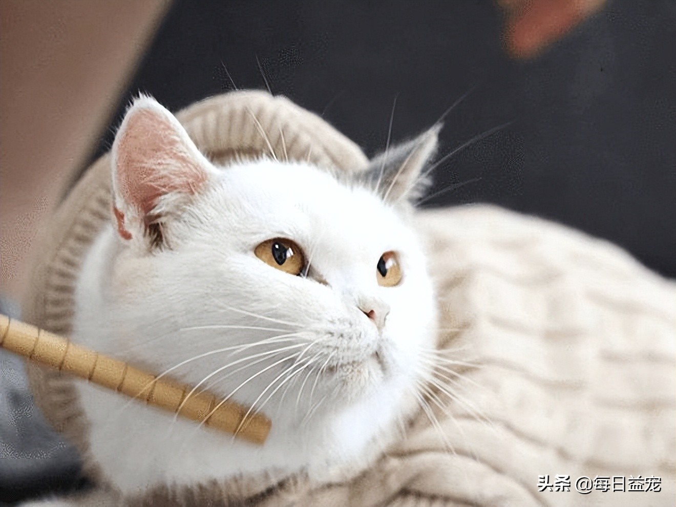 猫咪感冒呼吸声音很大是正常的吗,猫咪感冒了打喷嚏流鼻涕吃什么药