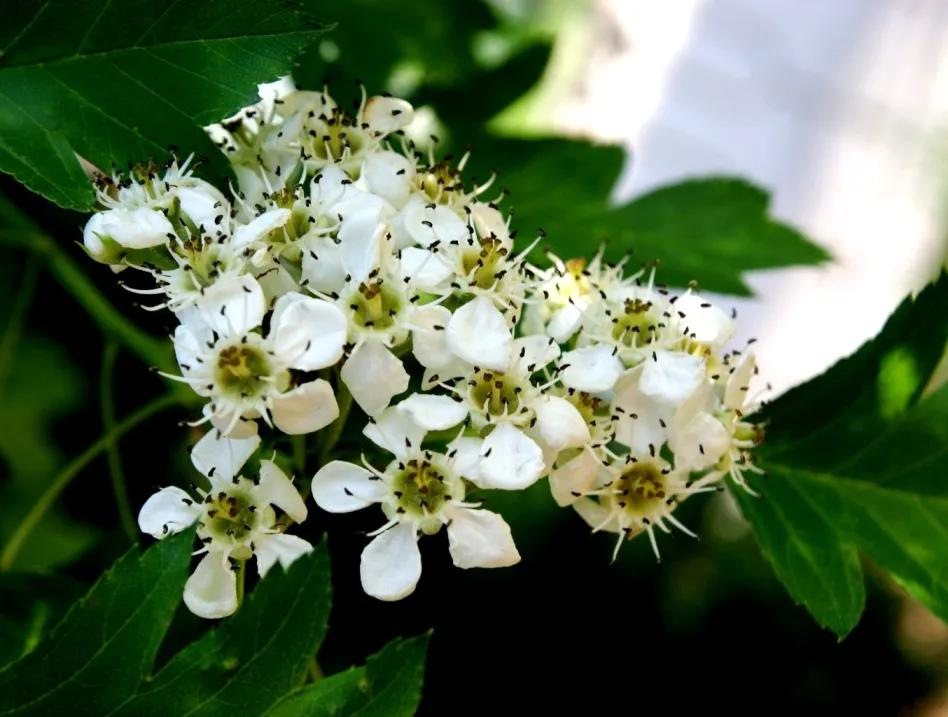 世界各国国花一览表,南美洲各国国花
