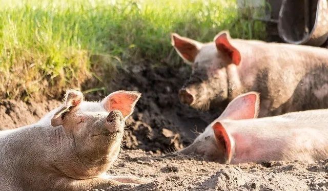 最新致富养殖小项目视频,100种养殖致富项目