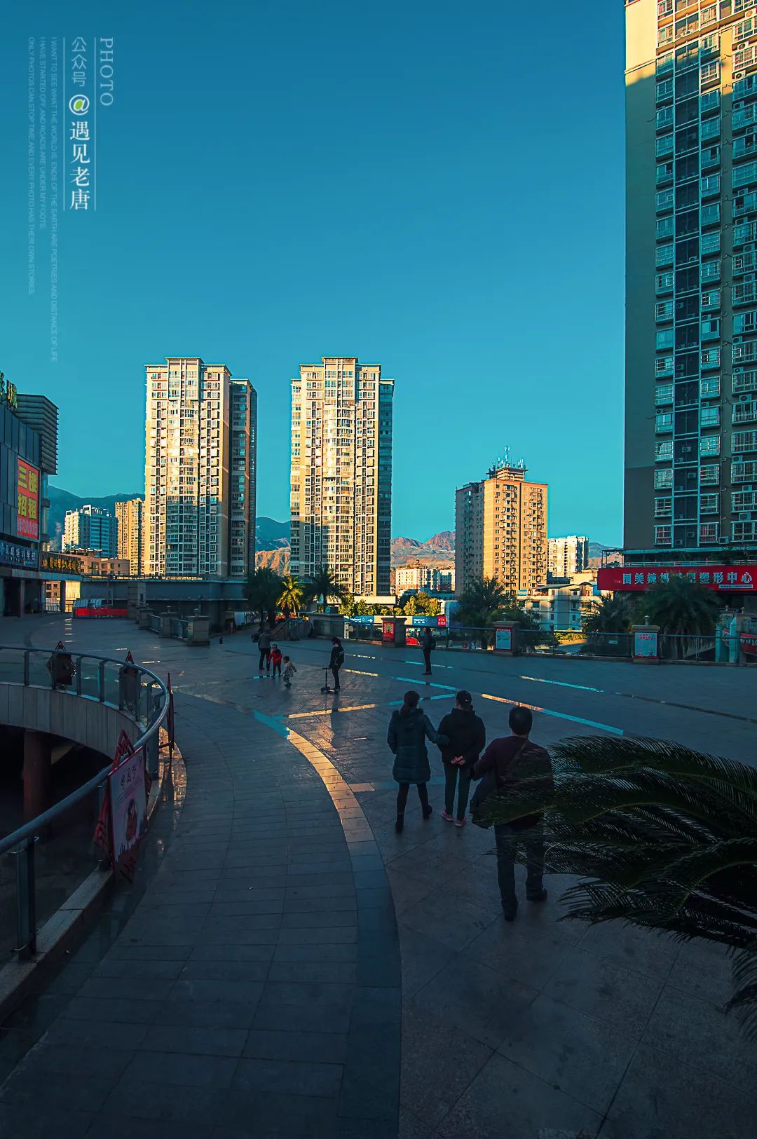 攀枝花是一种什么花,什么是攀枝花铁树