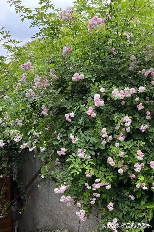 武汉的浪漫鲜花占一半,武汉的樱花开满了全城